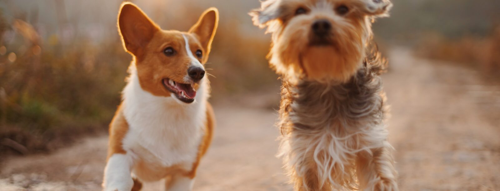 Die größten Fehler in der Hundeerziehung und wie man sie vermeidet
